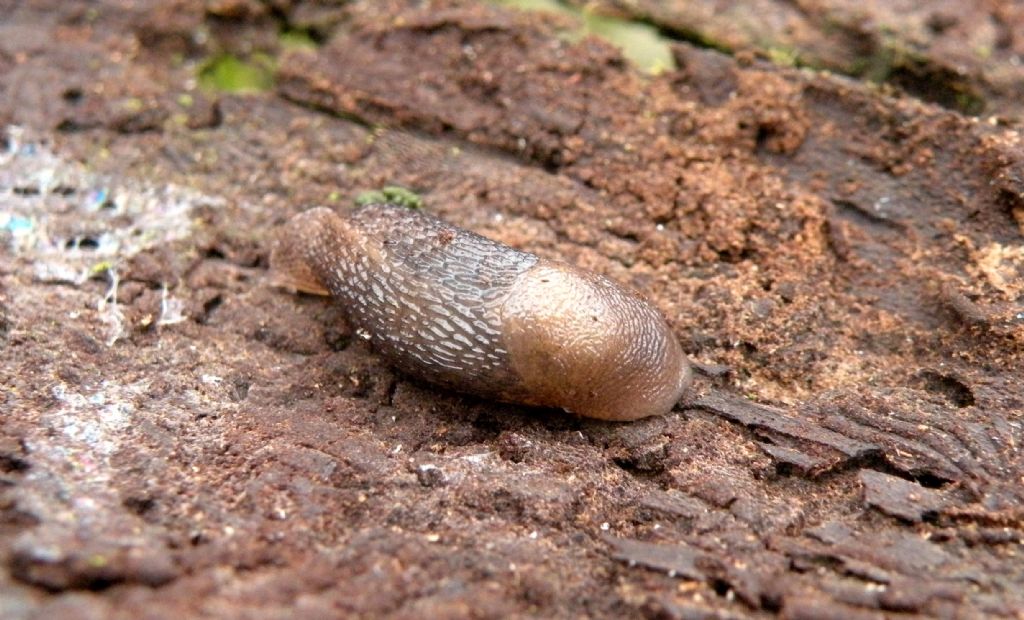 Limax sp? O Deroceras sp?